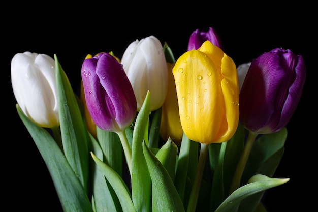 tulipani in fiore rugiada fiori luminosi