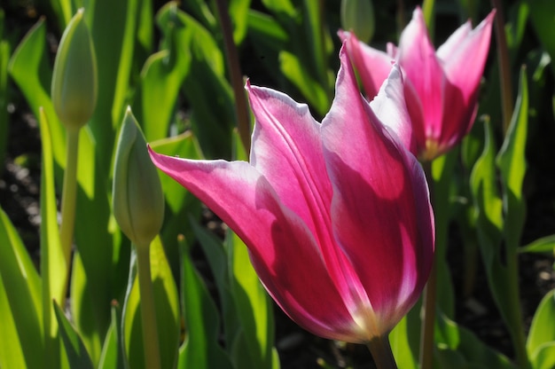 Tulipani in fiore viola