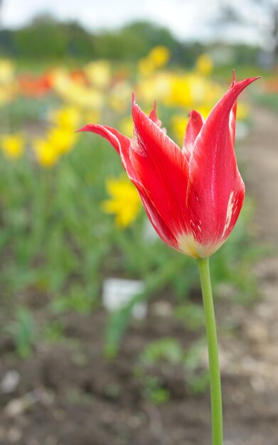 Tulipani in fiore