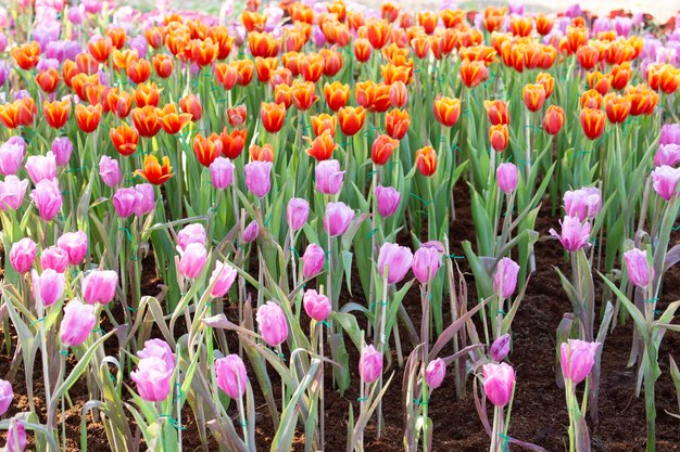 Tulipani in giardino con sfondo sfocato di natura.