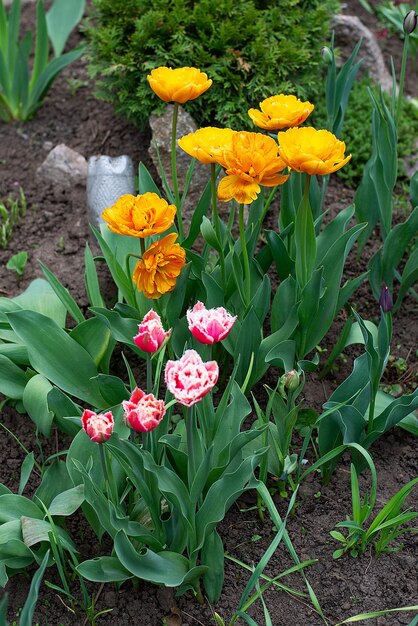 Tulipani in giardino primi fiori di primavera in natura nel parco