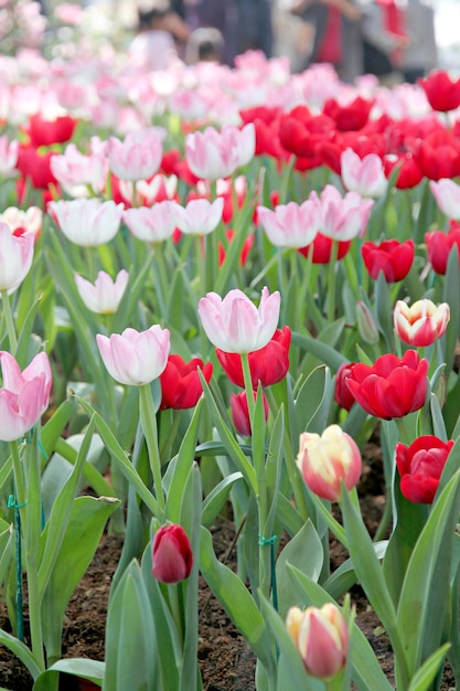 Tulipani in giardino.