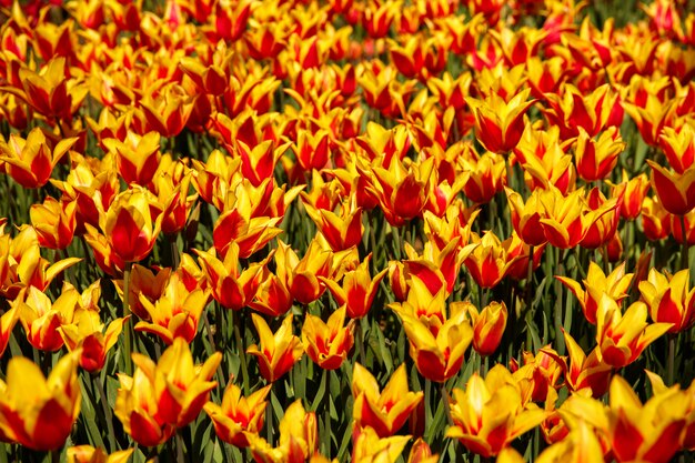 Tulipani in primavera in giardino o nel parco