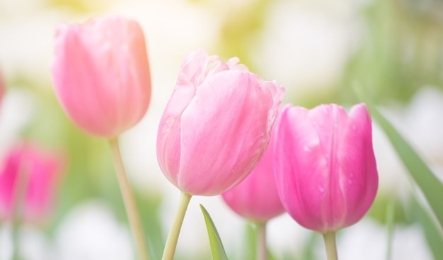 tulipani in primavera