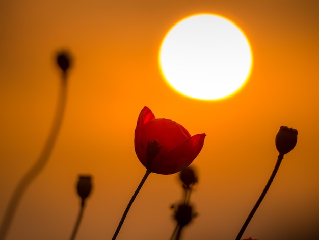 tulipani in un campo al tramonto