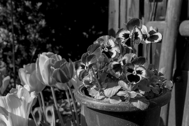 tulipani in un giardino