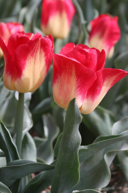 Tulipani in un letto di fiori con foglie verdi