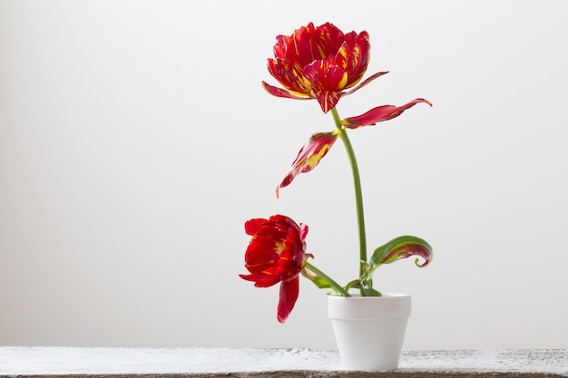 Tulipani in vaso su fondo bianco