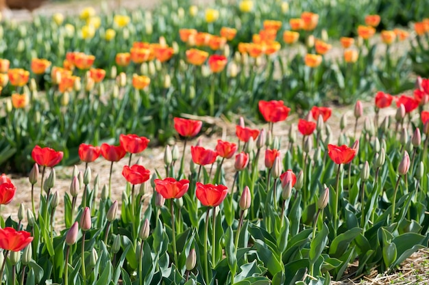 Tulipani multicolori che crescono in giardino