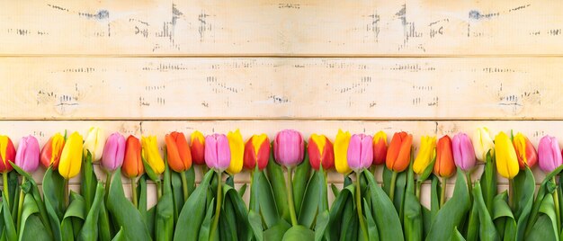 Tulipani multicolori giacciono in fila su uno sfondo di legno beige chiaro