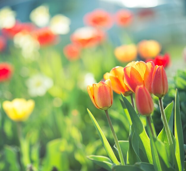 Tulipani multicolori sull'aiuola