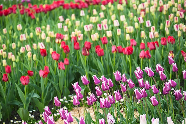 Tulipani multicolori