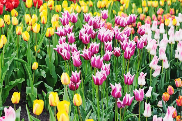 Tulipani multicolori