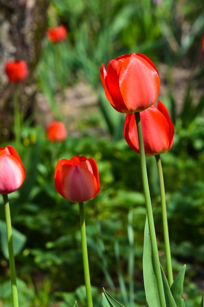 Tulipani nel giardino di maggio