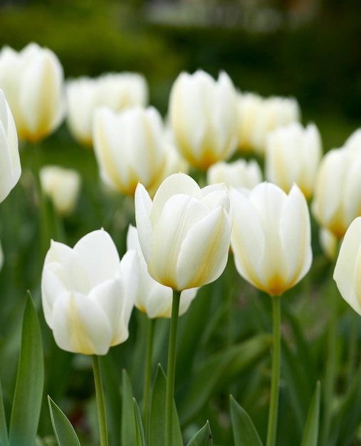 Tulipani nel mio giardino Bellissimi tulipani nel mio giardino all'inizio della primavera