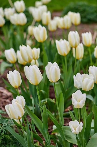 Tulipani nel mio giardino Bellissimi tulipani nel mio giardino all'inizio della primavera