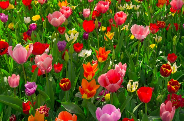 tulipani primavera nel campo di amsterdam