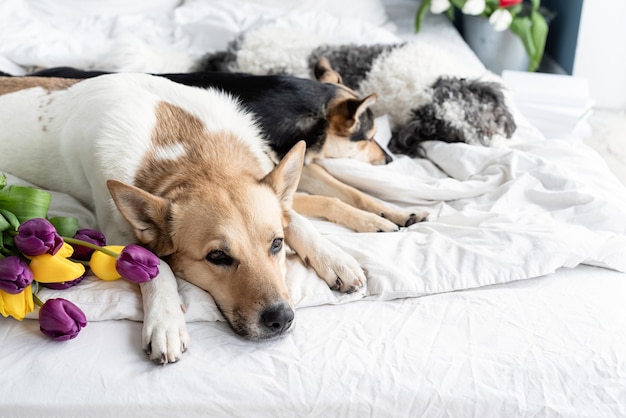 Tulipani primaverili e cani nel letto. Simpatico gruppo di cani di razza mista sdraiati sul letto con i tulipani