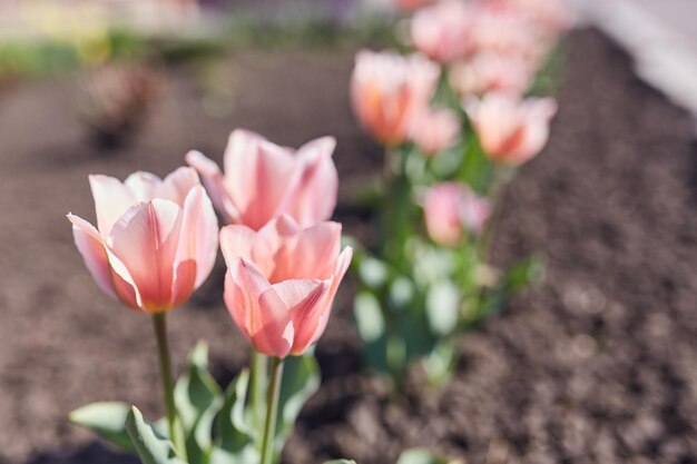 Tulipani primaverili sul prato sotto i raggi del sole