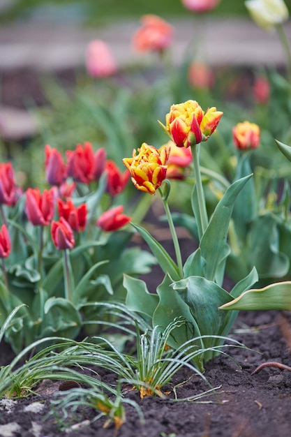 Tulipani primaverili sul prato sotto i raggi del sole