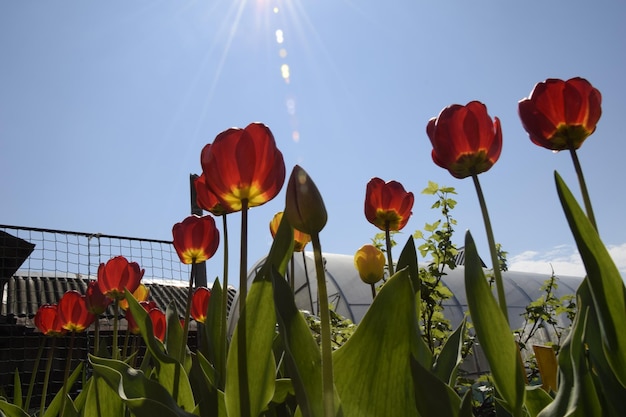 Tulipani Redyellow contro il cielo blu Fiori rossi Vista dal basso