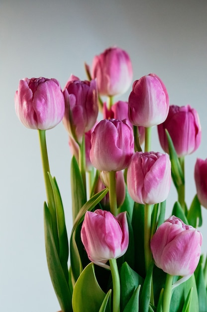 Tulipani rosa affascinanti della peonia dei fiori verticali