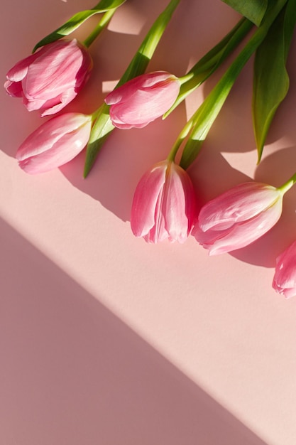 Tulipani rosa alla luce del sole piatto su sfondo rosa Moderno e creativo banner primaverile 8 marzo