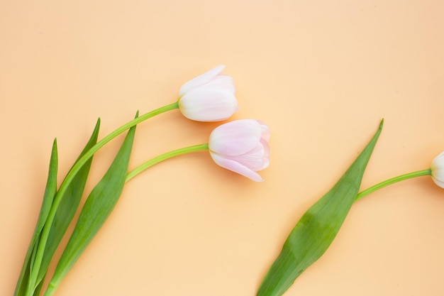 Tulipani rosa bianchi su sfondo arancione pastello