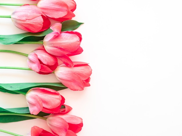 Tulipani rosa chiaro su bianco con spazio per il testo Il concetto delle vacanze primaverili l'8 marzo