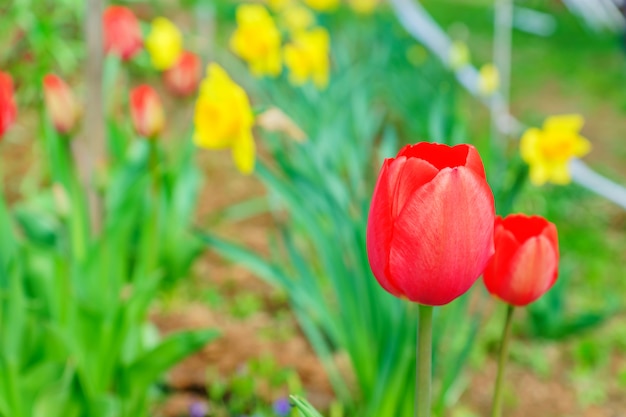 Tulipani rosa crescenti nel giardino