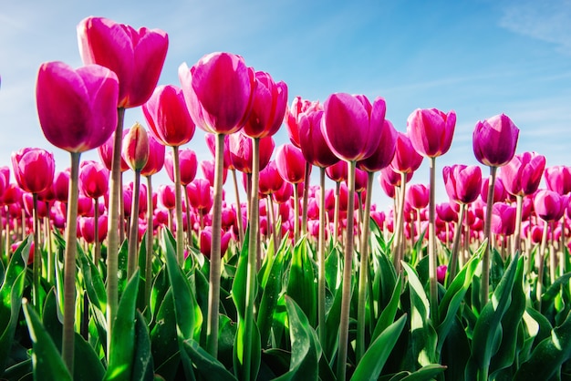 Tulipani rosa del gruppo contro il cielo. Stagione primaverile.