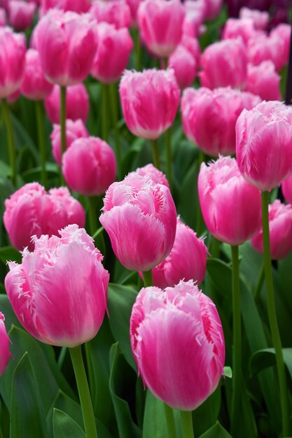 Tulipani rosa delicati freschi in una serra del giardino.