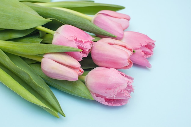 Tulipani rosa delicati su un blu