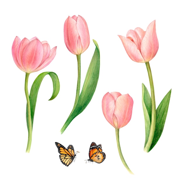 Tulipani rosa dell'acquerello con foglie isolate e farfalle su sfondo bianco