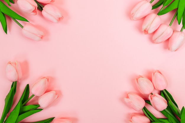 Tulipani rosa della primavera, su un fondo rosa