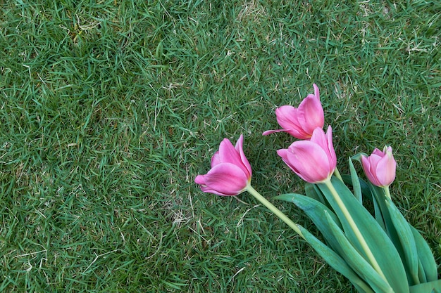 Tulipani rosa di vista superiore su erba