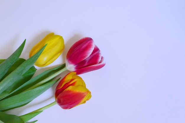 Tulipani rosa e gialli su sfondo chiaro.