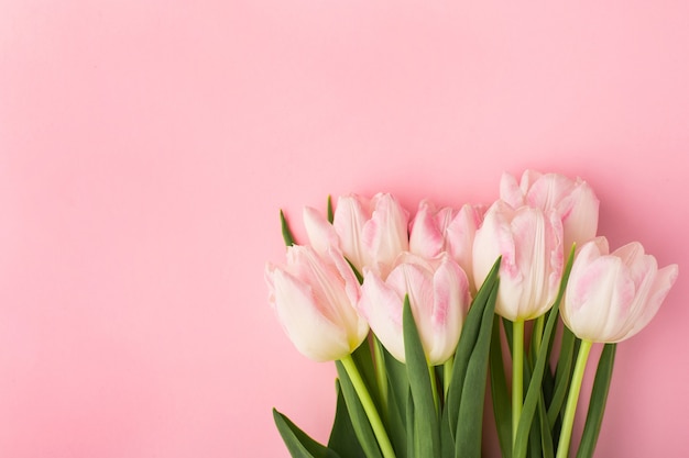 Tulipani rosa fiore di primavera sul rosa