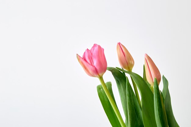 Tulipani rosa freschi su un bianco isolato