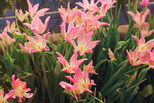 Tulipani rosa in fiore in una giornata di sole in un giardino morbido fuoco selettivo