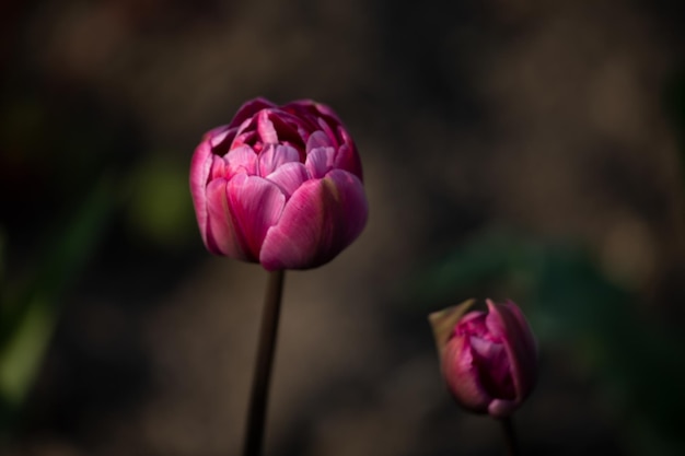 Tulipani rosa in fiore su uno sfondo sfocato