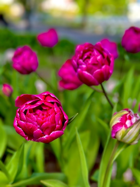 Tulipani rosa in fiore su uno sfondo sfocato