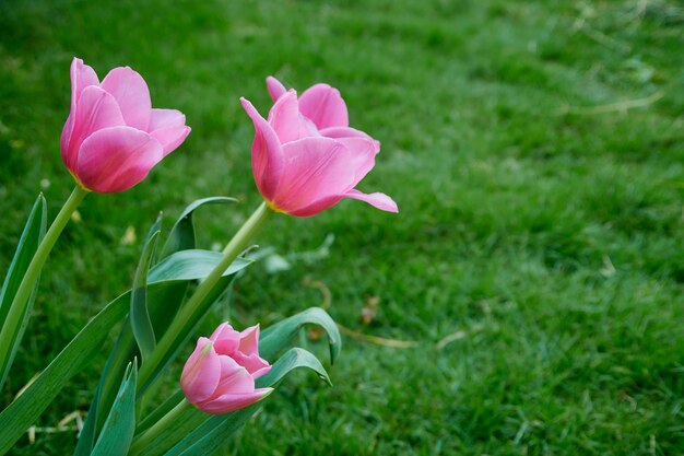 Tulipani rosa in natura del giardino