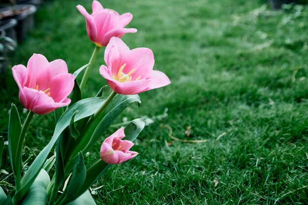 Tulipani rosa in natura del giardino