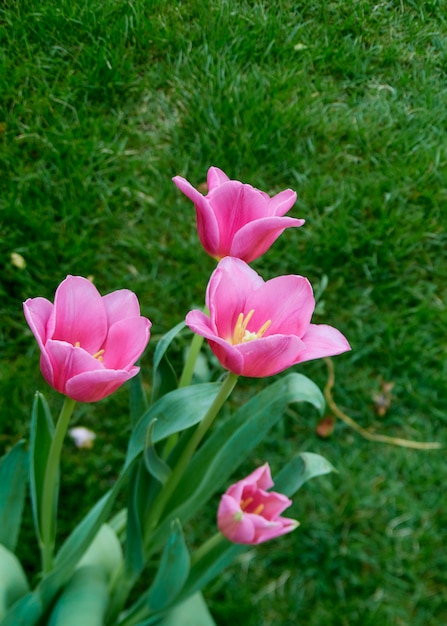 Tulipani rosa in natura del giardino