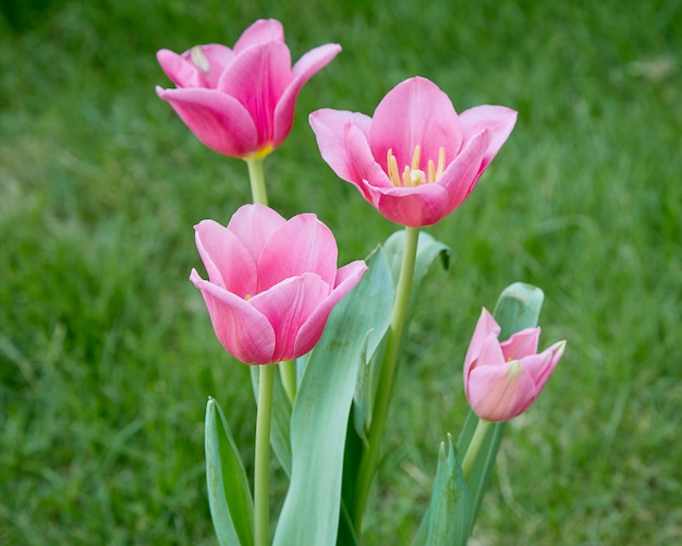 Tulipani rosa in natura del giardino