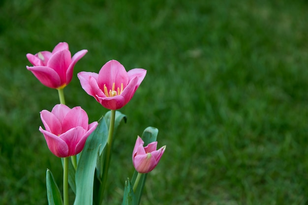 Tulipani rosa in natura del giardino