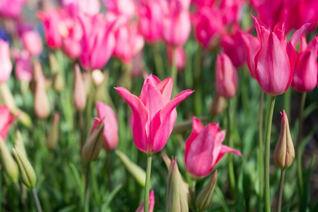 Tulipani rosa in natura in primavera