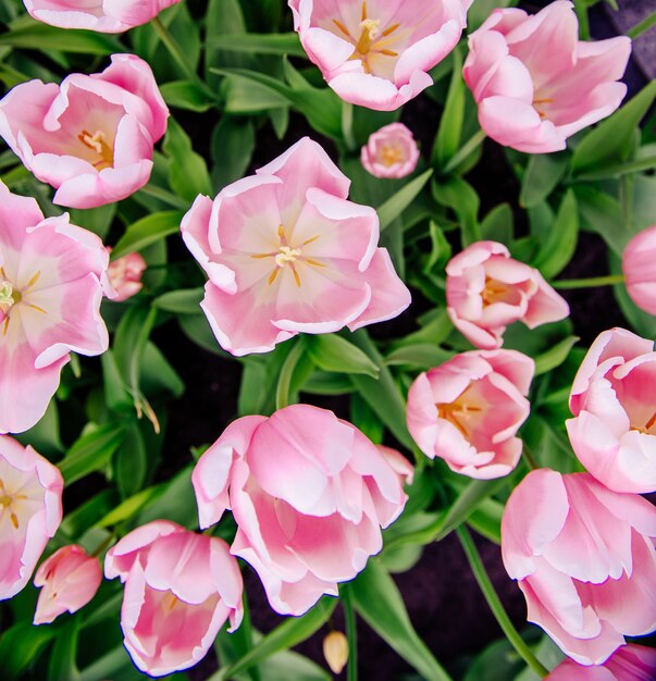 Tulipani rosa in Olanda.