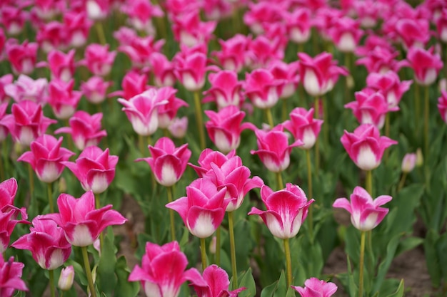 Tulipani rosa molti tulipani diverse varietà di tulipani luminosi fiori primaverili immagine di sfondo